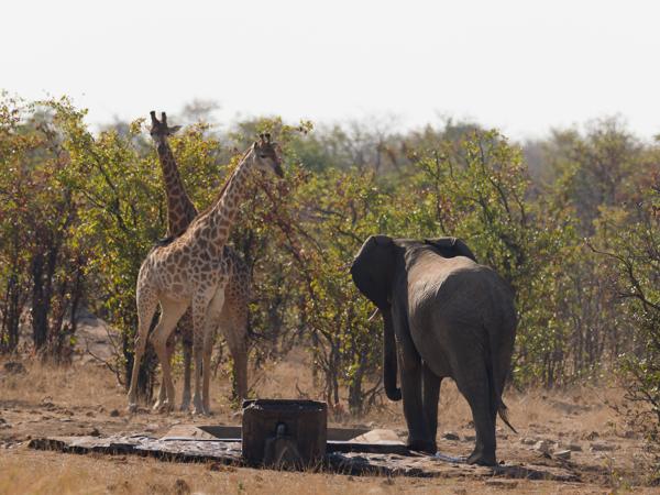Giraffe (Giraffa camelopardalis)